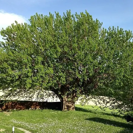 Apartment Casa Dei Sogni D'oro *